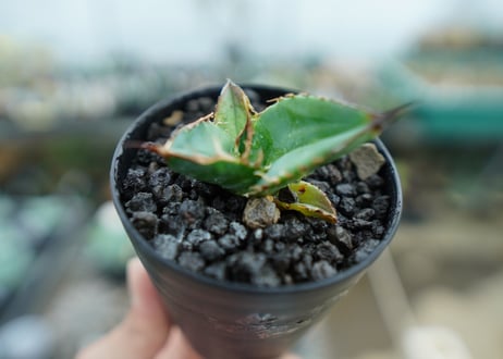 カキコアガベ　チタノタ　FO-76　agave titanota  FO-76　子株