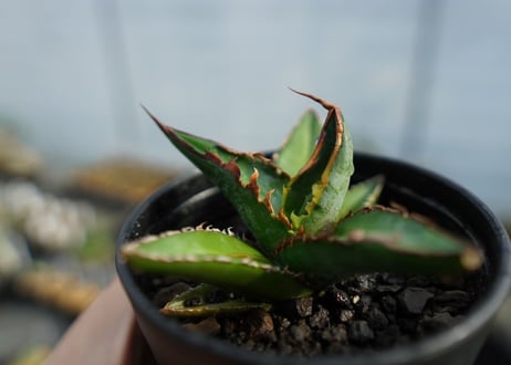 アガベ　オテロイ　agave oteroi　No.1