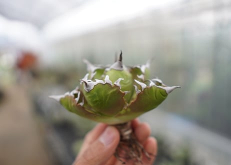 Agave titanota  Crab 螃蟹  NO.2