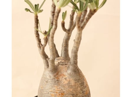Pachypodium Gracilius パキポディウム  グラキリス  №２
