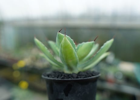 アガベ　 吉祥冠錦　Agave potatorum variegata