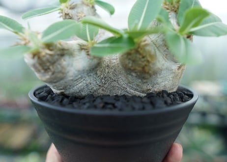 パキポディウム　エブレネウム　Pachypodium eburneum