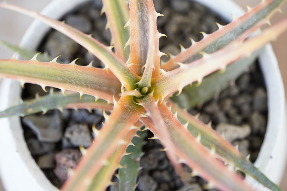 モト　アガベ　ディッキアなど NNN裏棘2023】販売株一覧 | Dyckia Maniax