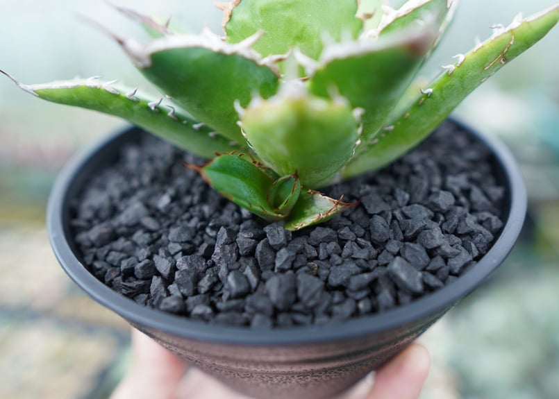 アガベ チタノタ Agave titanota No.1 | mana's farm:塊根植物