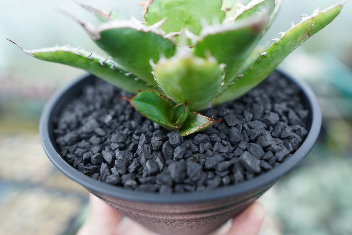 アガベ チタノタ Agave titanota No.1 | mana's farm:塊根植物