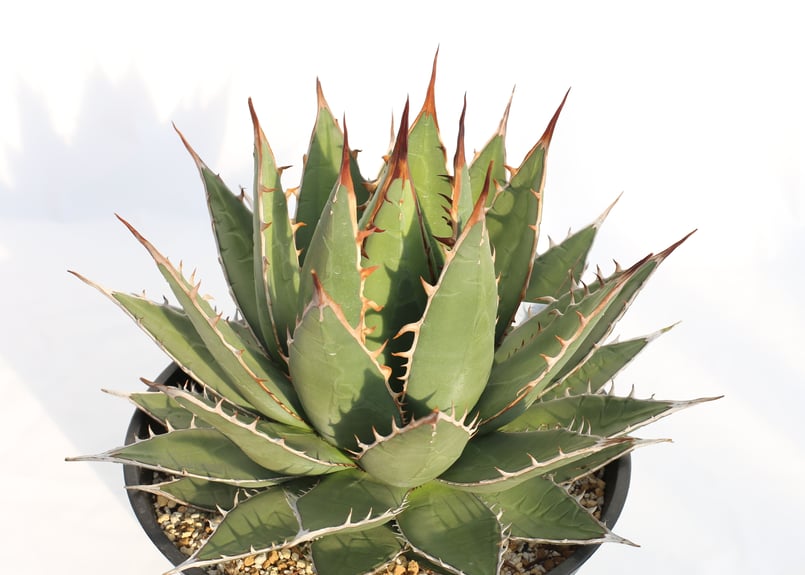 Agave purpusorum 選抜株 | mana's farm:塊根植物・アガベ・ドラ