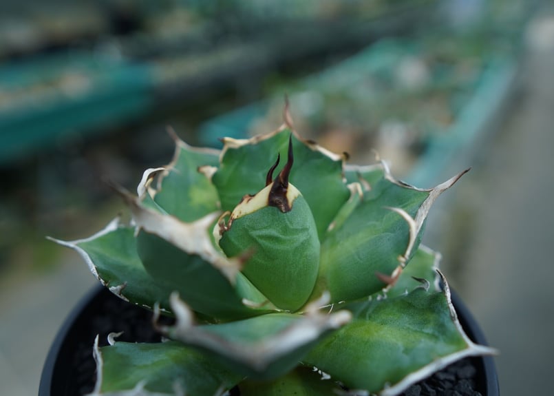 アガベ チタノタ 鬼爪雪峰 Agave titanota “Onitsume Yukimin アガベ チタノタ 鬼爪雪峰 Agave titanota “Onitsume Yukimin