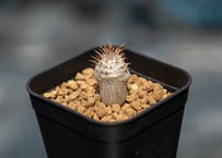 アストロフィツム スーパー兜 | mana's green:塊根植物販売|マナ アストロフィツム スーパー兜 | mana's green:塊根植物販売|マナ