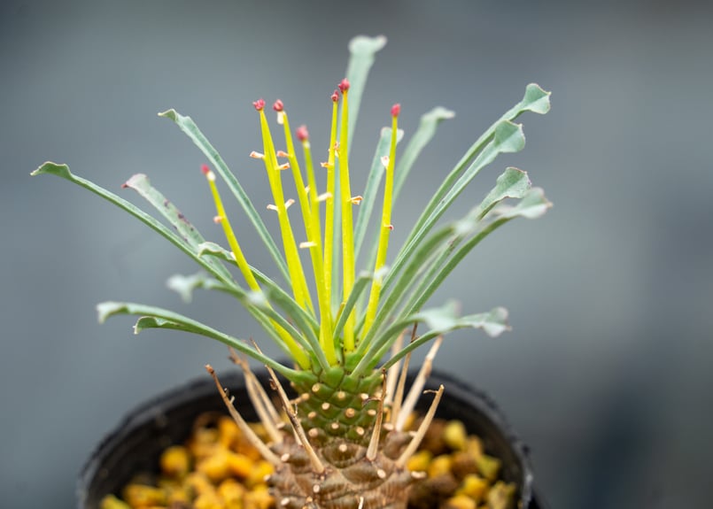 ユーフォルビア ムルチフォリア | mana's farm:塊根植物・アガベ