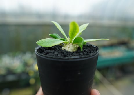 パキポディウム　恵比寿笑い　Pachypodium brevicaule　No.6