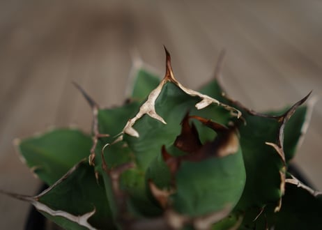 アガベ　チタノタ　FO-76　Agave titanota ”FO-76"