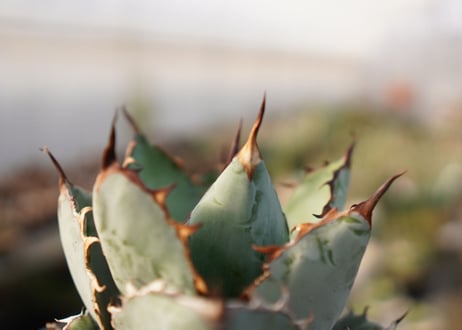 Agave titanota 'black and blue'　子株付き　No.3
