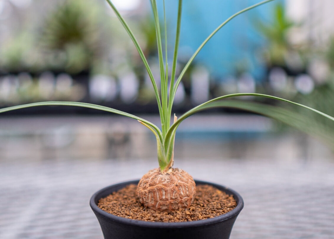 ボーカルネアグラキリス　大株　発根済 fit=scale-down,w=1200