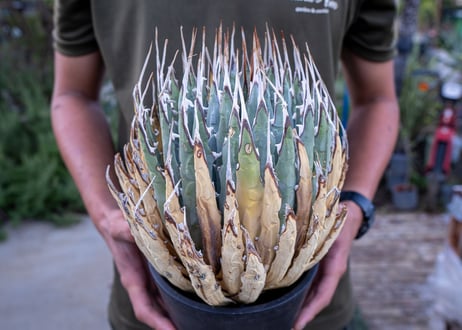 Agave uthaensis  NO.18
