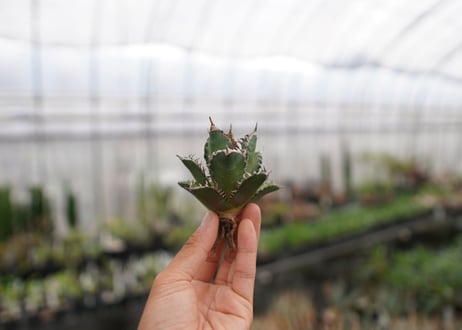 agave titanota　レッドキャットウィーズル　№3