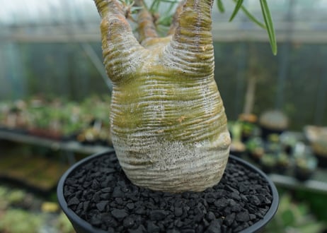 パキポディウム　グラキリス　 Pachypodium Gracilius  No.1