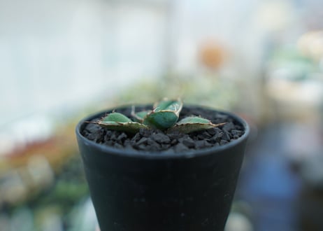 アガベ　チタノタ　 ブラックアンドブルー 　Agave titanota black and blue　No.7