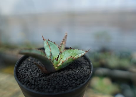アガベ　チタノタ　 ブラックアンドブルー 　Agave titanota black and blue　No.4