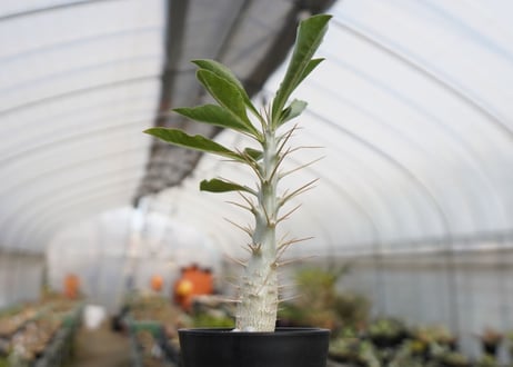 パキポディウム　サンデルシー　Pachypodeium saundersii
