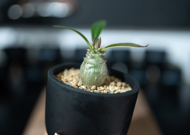 パキポディウム ウィンゾリー 沖縄実生 | mana's green:塊根植物 パキポディウム ウィンゾリー 沖縄実生 | mana's green:塊根植物