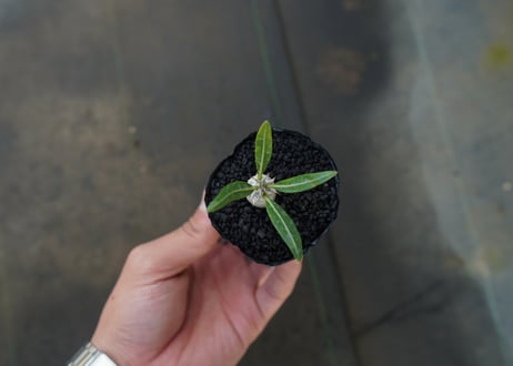 パキポディウム　デンシフローラム　Pachypodium densiflorum
