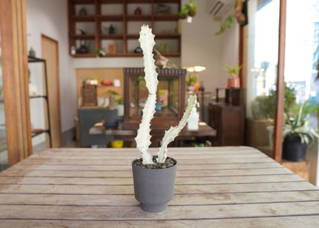 ユーフォルビア ホワイトゴースト Euphorbia lactea White Ghost