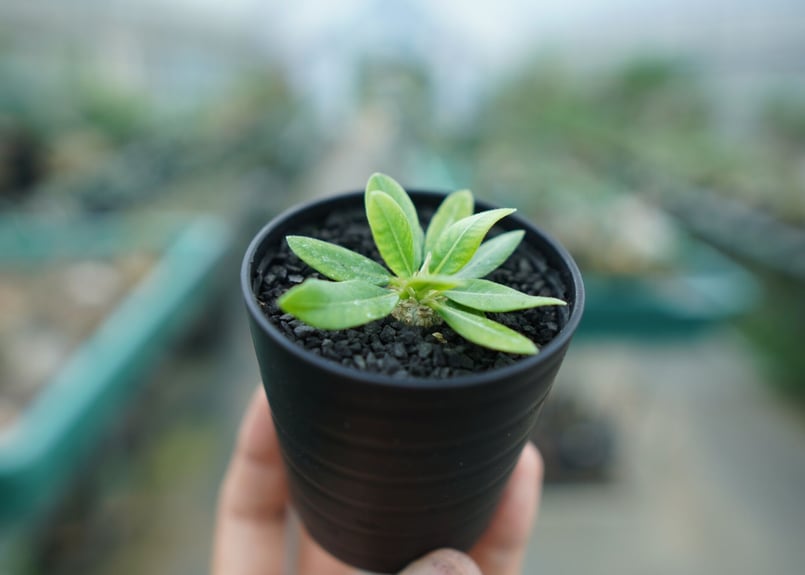 1.パキポディウム 恵比寿笑い パキポディウム 恵比寿笑い Pachypodium brevicaule ⑦