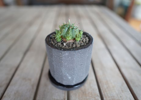 亀麒麟　Euphorbia meloformis Kamekirin