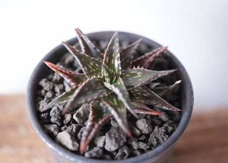 Aloe jucunda
