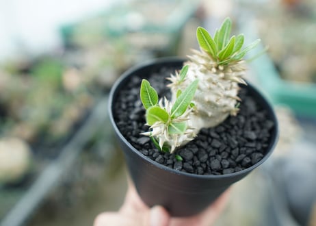 パキポディウム　恵比寿大黒　Pachypodium Densicaule　No.3