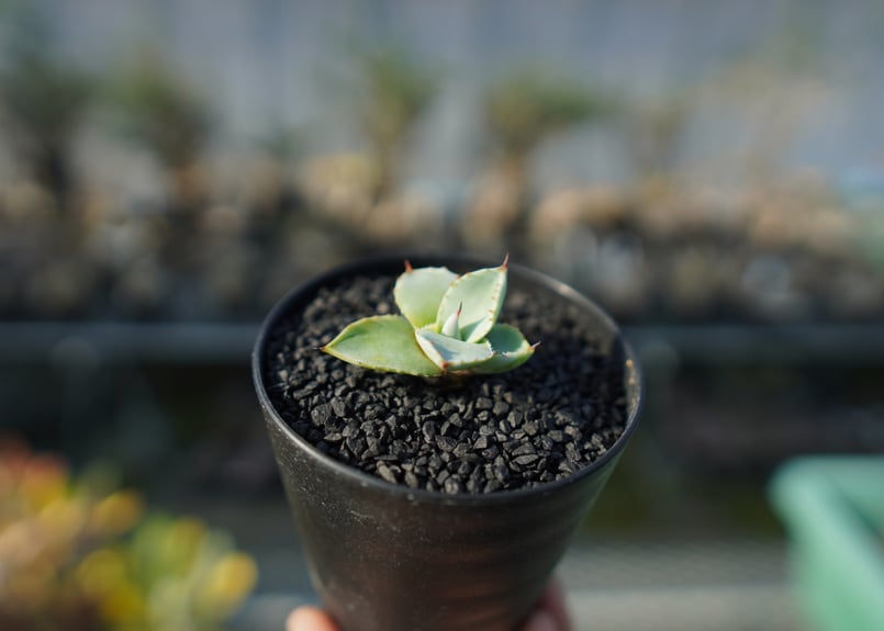 アガベ パリー トランカータ Agave parryi var. truncata | man
