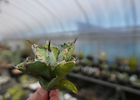agave titanota ブラック＆ブルー　No.4