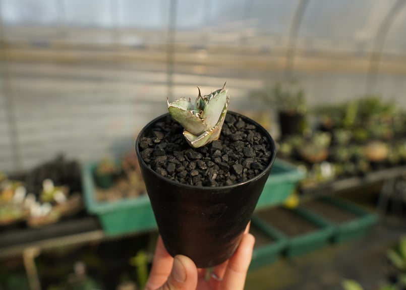 値下げ！アガベ⭐︎チタノタ　ホワイトアイス　6寸 楽天市場】多肉植物：アガベ チタノタ ホワイトアイス*幅32cm