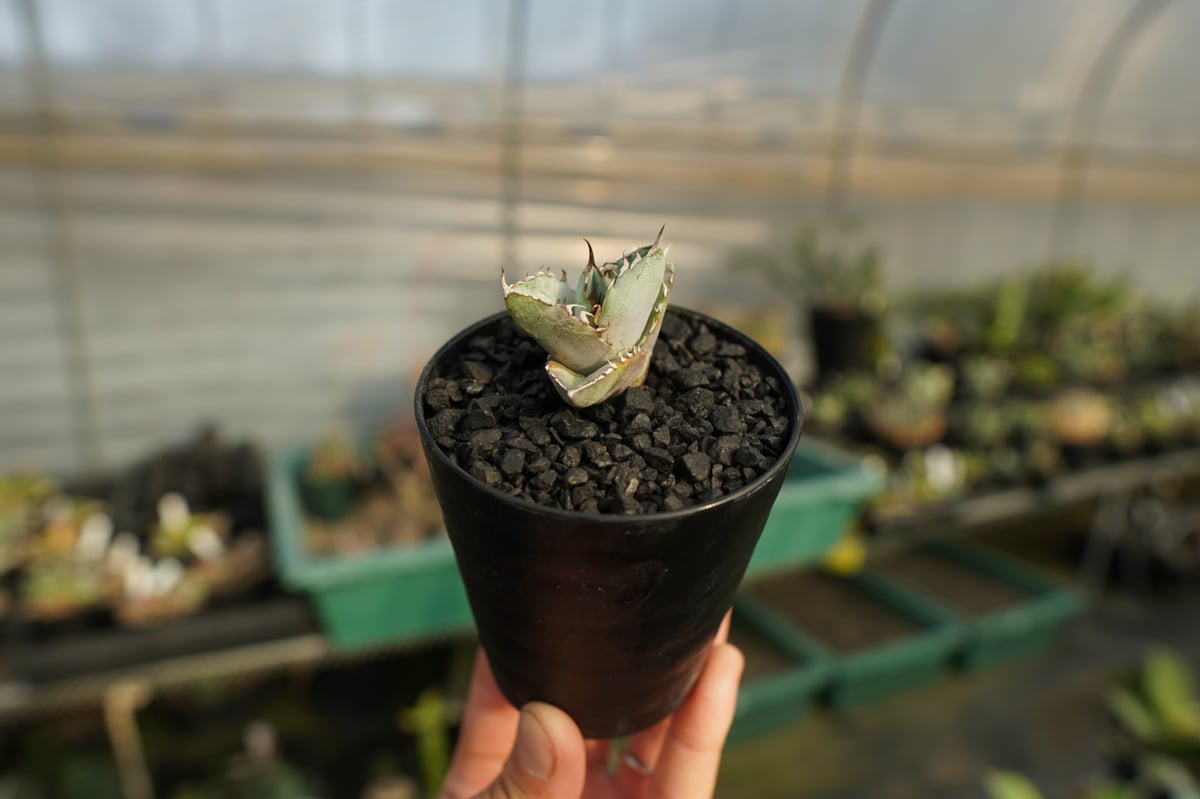 アガベ チタノタ ホワイトアイス agave titanota whiteice No.1