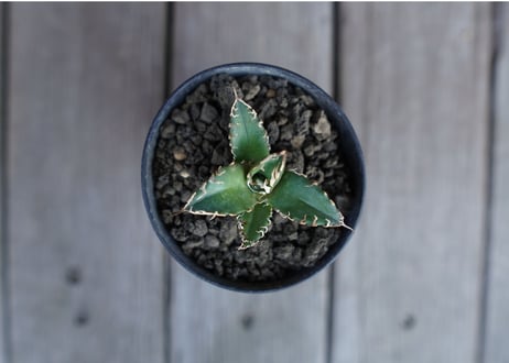 アガベ オテロイ オアハカ agave oteroi oaxaca