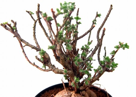 姫紅小松　Trichodiadema bulbosum