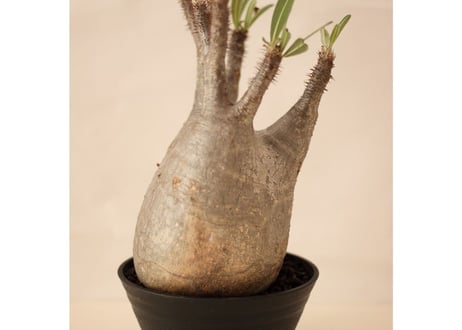 Pachypodium Gracilius パキポディウム  グラキリス  №３