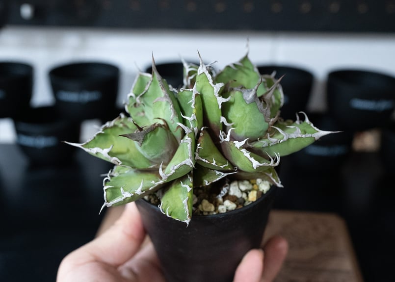 アガベ オアハカベイビーズ 中株 fit=scale-down,w=1200