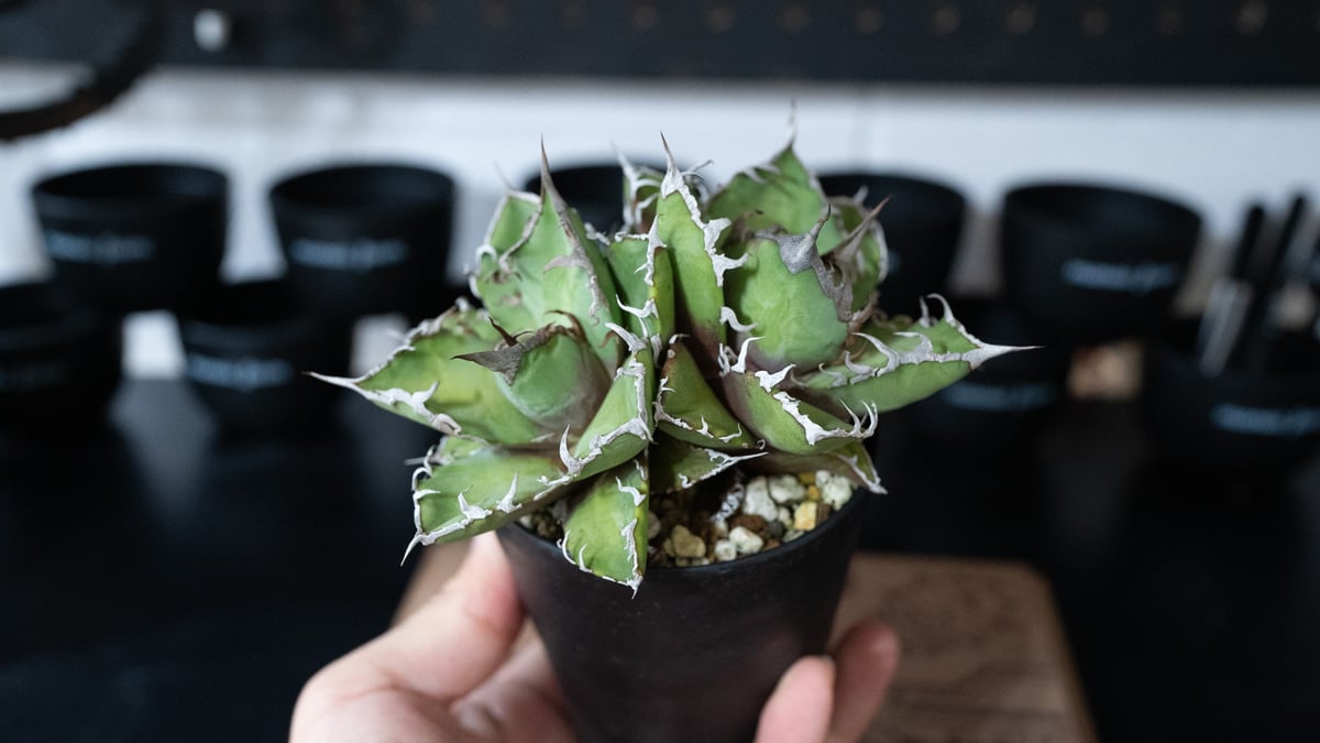 アガベ　オアハカ　20cm fit=scale-down,w=1200