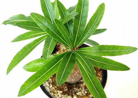 Pachypodium makayense パキポディウム マカイエンセ　魔界玉