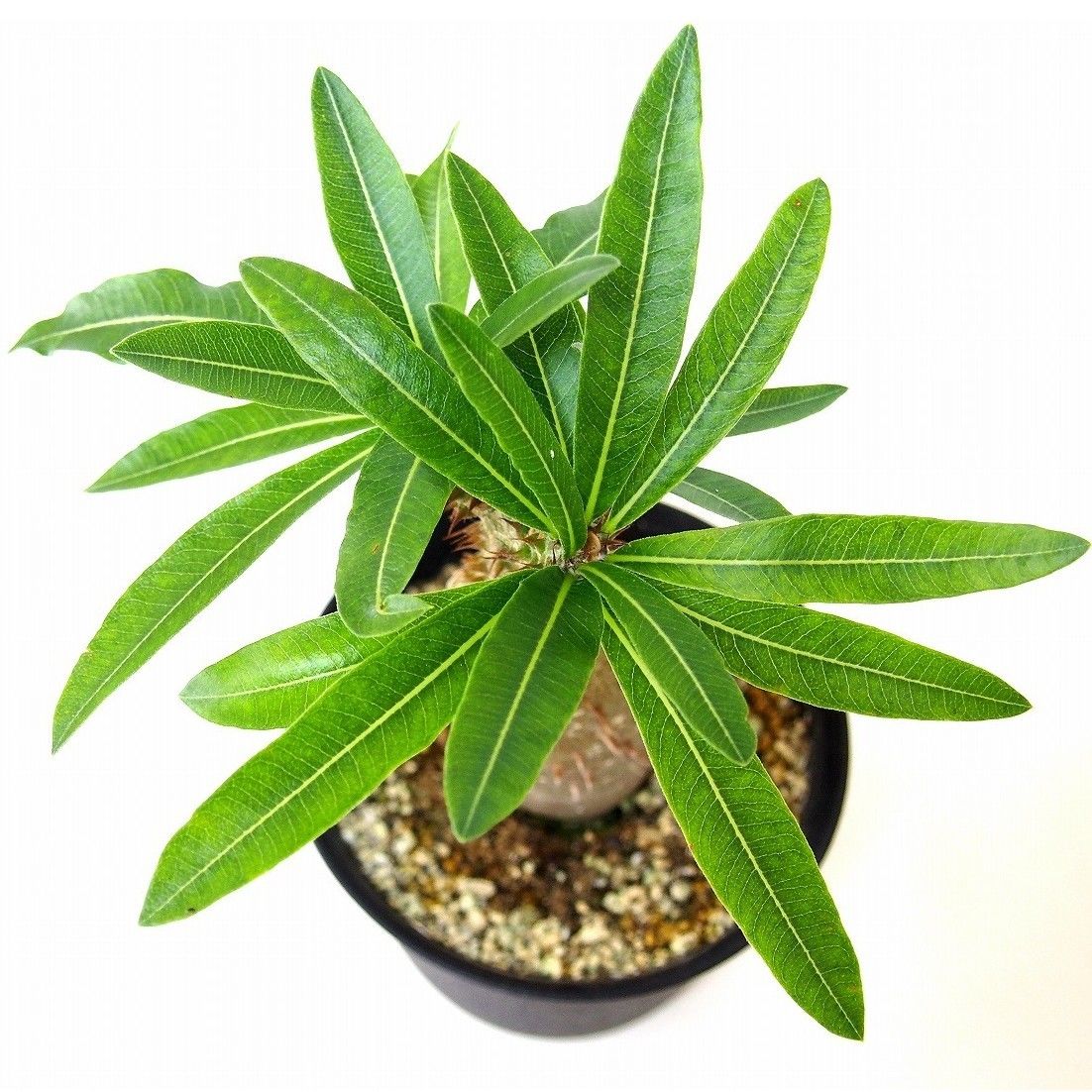 Pachypodium makayense パキポディウム マカイエンセ 魔界玉 | mana