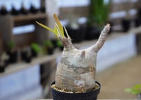 アガベ チタノタ ブラックアンドブルー 2頭 Agave titanota black a