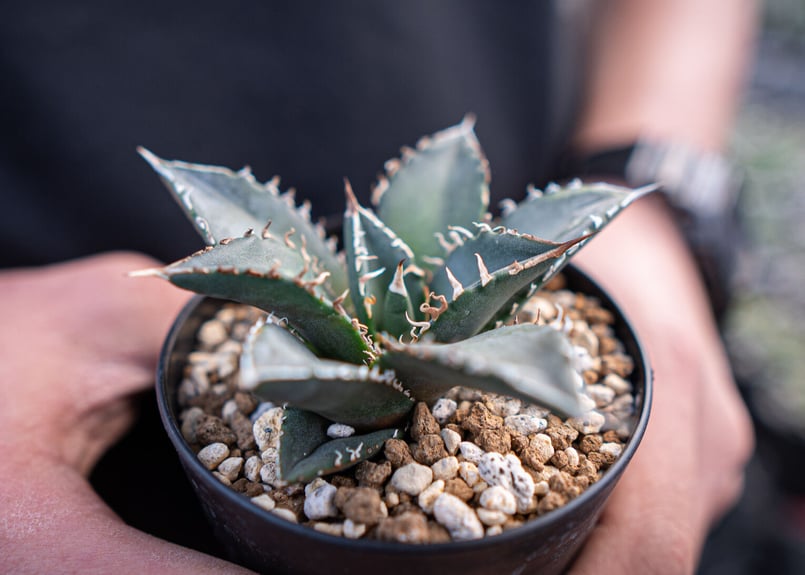 agave titanota 海王 | mana's farm:塊根植物・アガベ・ドライガーデ