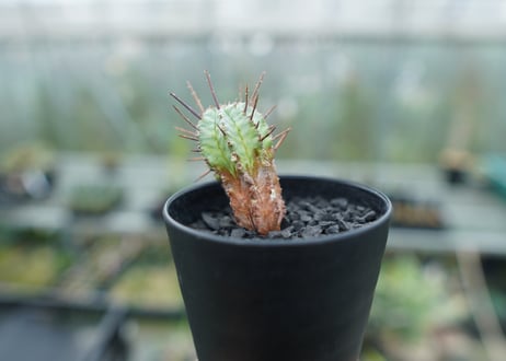 ユーフォルビア　ホリダ　マジョール　Euphorbia horrida major