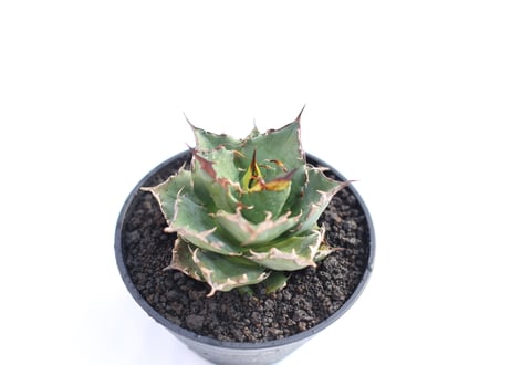 Agave titanota FO-76 compacta  no.１２