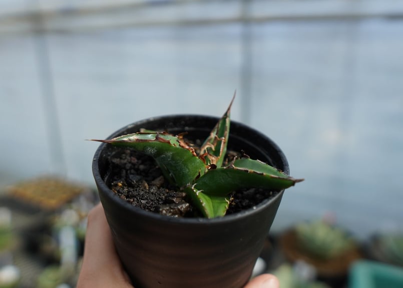 アガベ オテロイ 大株 塊根植物 コーデックス アガベ オテロイ 大株