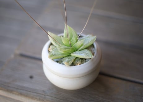ハオルチア　Haworthia