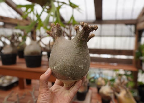 パキポディウム　グラキリス　Pachypodium gracilius　抜き苗　№112