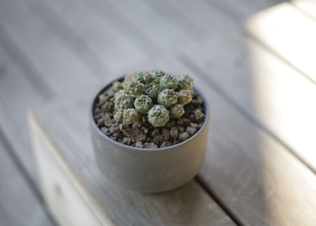ユーフォルビア プサアドグロボーサ 　Euphorbia pseudoglobosa