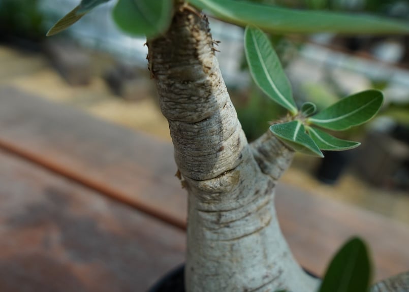 パキポディウム エブレネウム Pachypodium eburneum ② パキポディウム エブレネウム Pachypodium eburneum №2(白花) | m